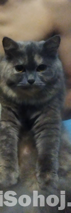 Parsian Cat Triple Coat